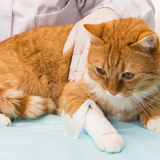 An orange tabby cat lying on a table with a bandaged front leg while a gloved hand rests on its back