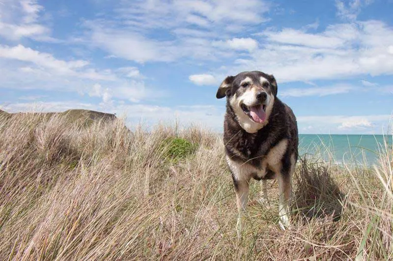 A black and tan dog panting happily in tall dune grass with the sea behind
