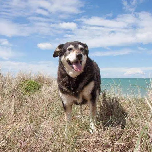 A black and tan dog panting happily in tall dune grass with the sea behind