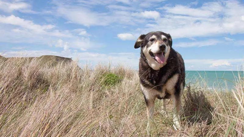 A black and tan dog panting happily in tall dune grass with the sea behind