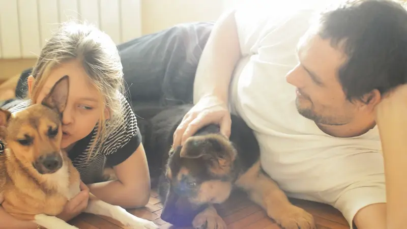 A girl and a man lying on the floor petting two dogs, one tan and one German shepherd puppy