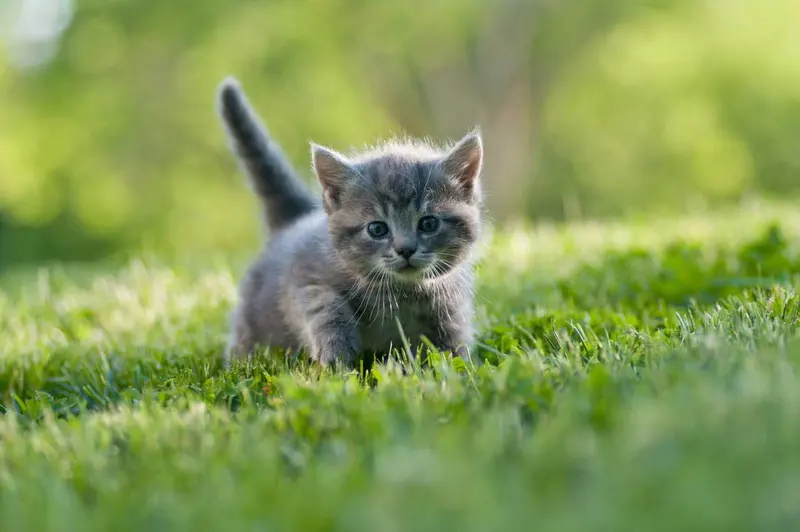 A small gray kitten walking through green grass