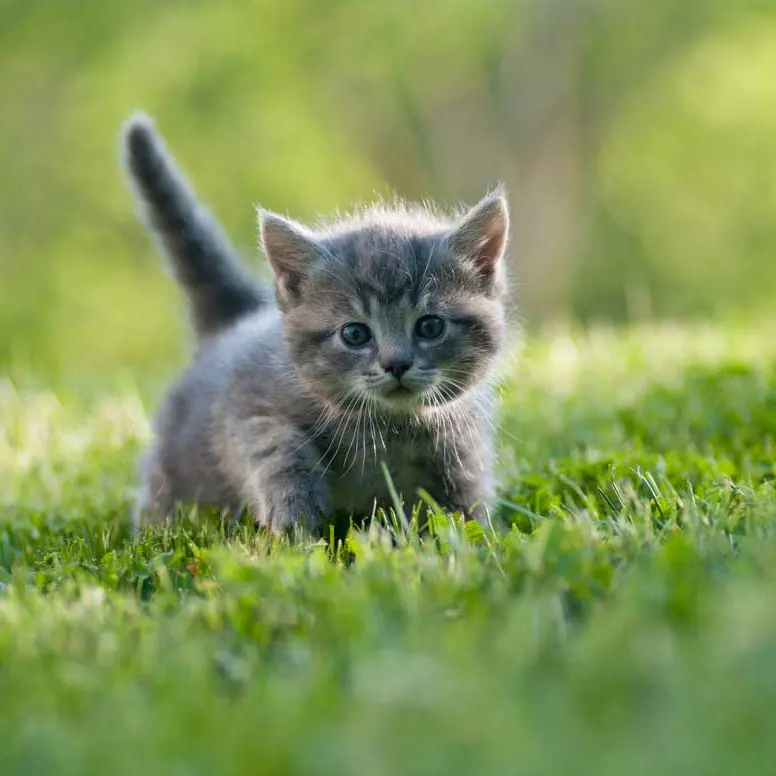 A small gray kitten walking through green grass