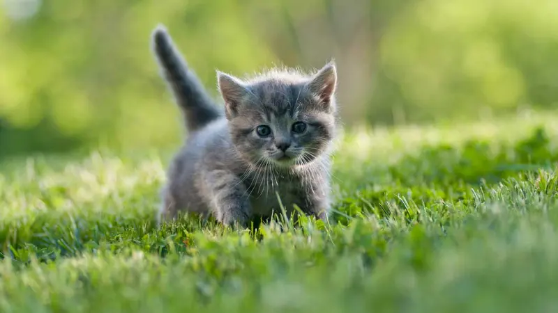 A small gray kitten walking through green grass