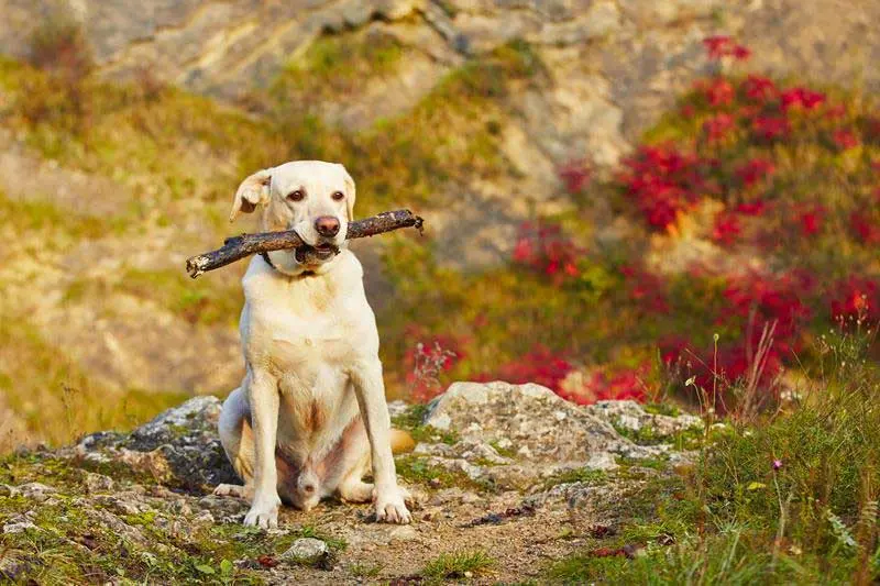 A yellow Labrador sitting on a rock holding a stick in its mouth, with red foliage behind