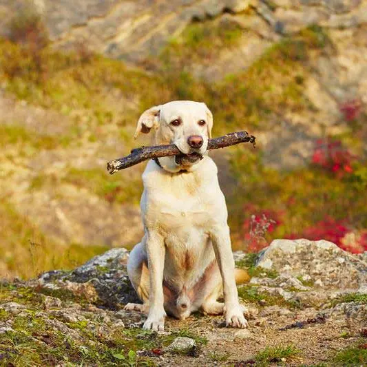 A yellow Labrador sitting on a rock holding a stick in its mouth, with red foliage behind