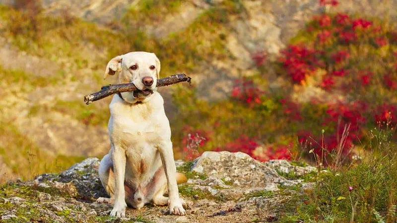 A yellow Labrador sitting on a rock holding a stick in its mouth, with red foliage behind